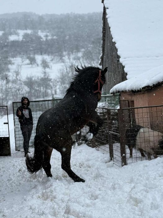 Manza de 1 an jumate
