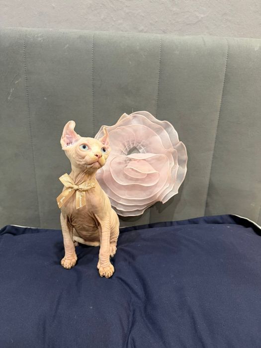 Шикарные сфинксы бамбино и эльф