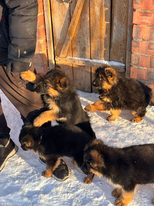 Щенки немецкой овчарки
