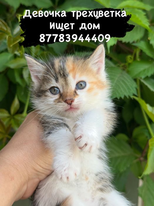 Котята в добрые руки
