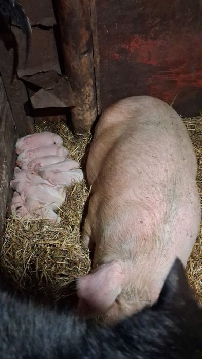 Продам поросят м