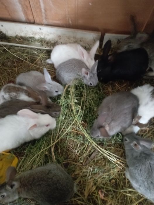 Quyonlar sotiladi Koliforniya