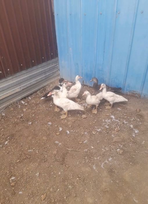 Индутка 2 айлық домашний
