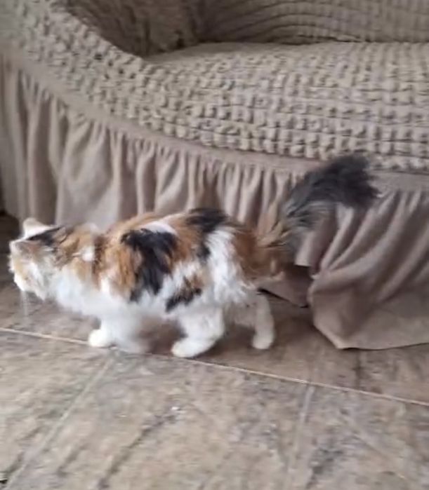 Котенок девочка 3 мес