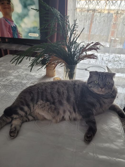 Кот в добрые руки