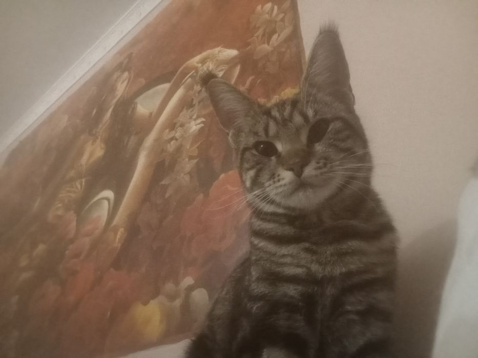 Отдам кошку Мейнкуна