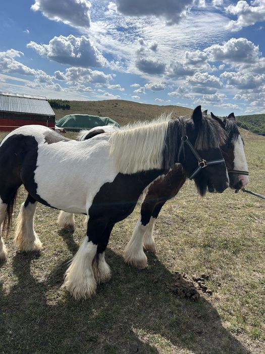 Pereche gipsy vanner tinker de vanzare
