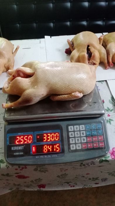 Мясо домашних уток. Тушки в свежем виде.