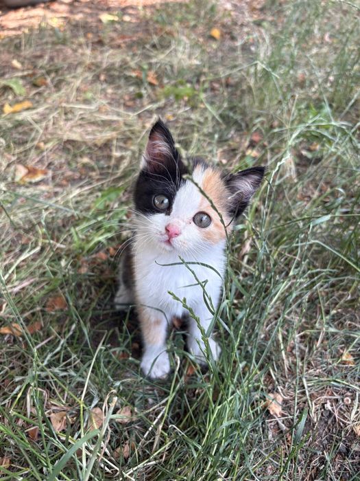 Отдам котенка в добрые руки