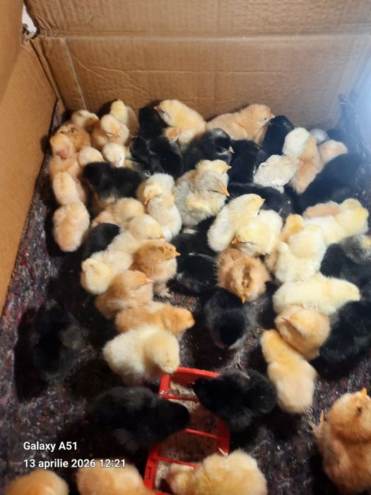 Vind pui Brahms Australorp și de taŕa