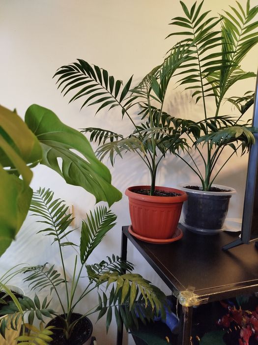 Пальма хамедорея