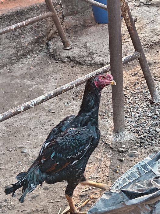 Yosh joja zotli joja