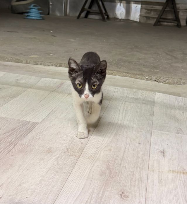 Котята подростки
