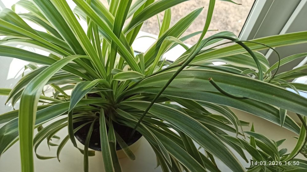 Комнатный цветок хлорофитум