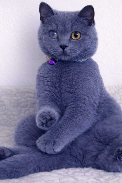 Шотландско котенце