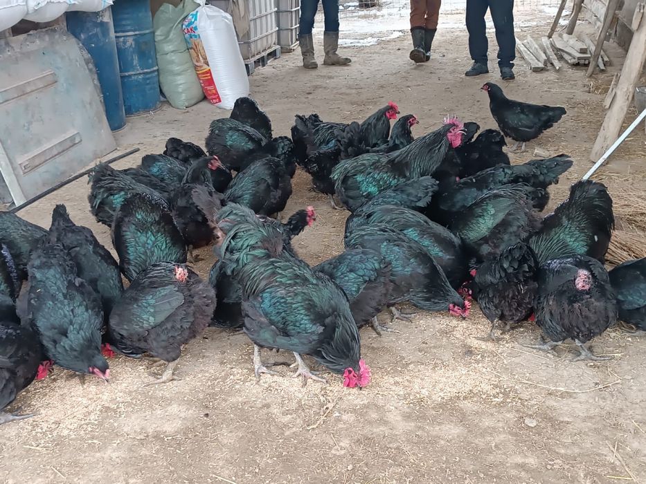 Джерсидский гигант қораздары сатылады