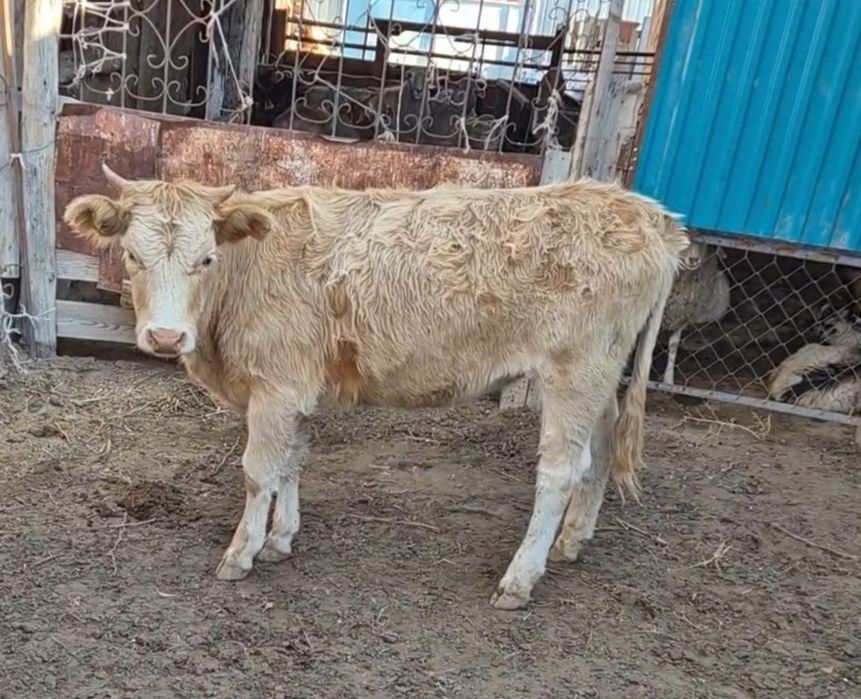 Семіз тайынша сатылады