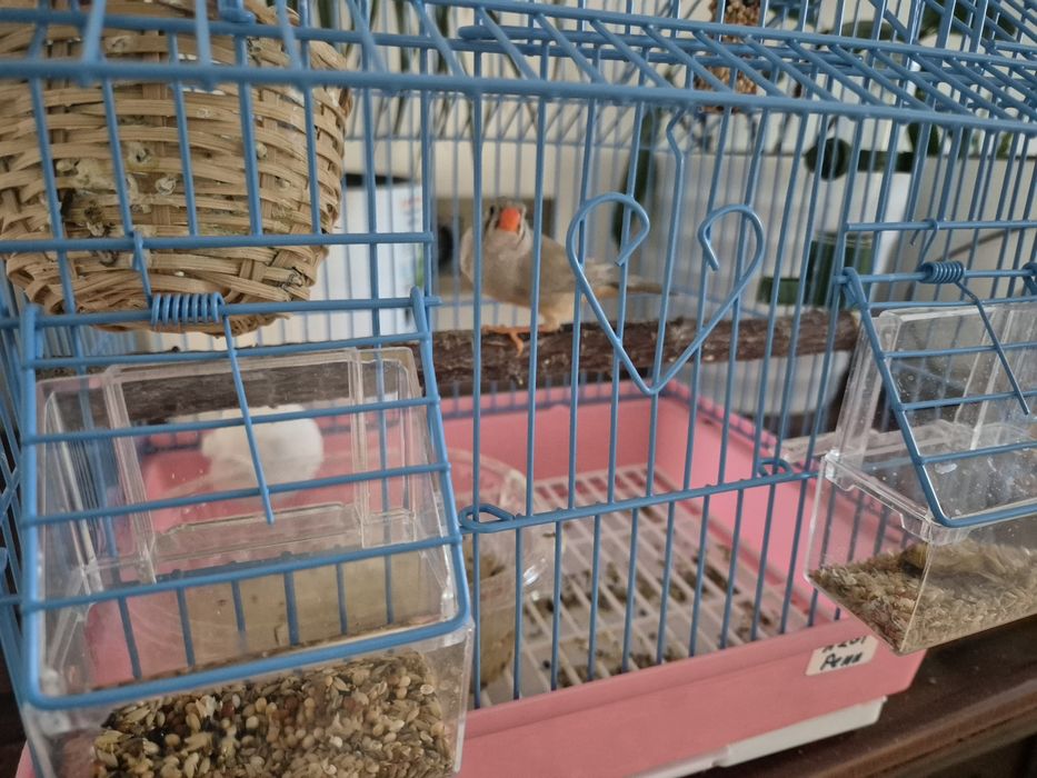 Амус, үй құсы, тор ұяасымен бірге