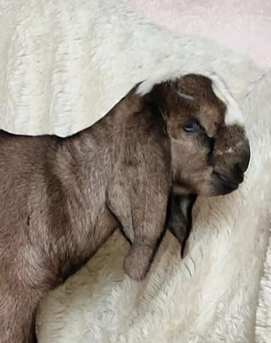 Козлик биталонуб