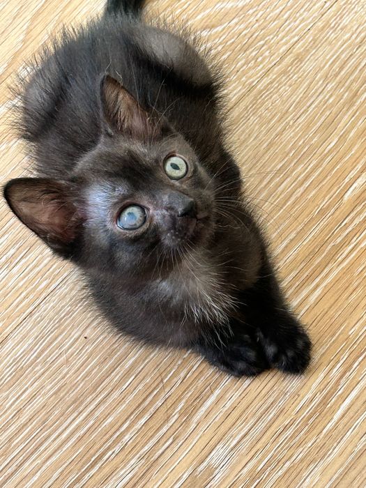 Котенок мальчик в добрые руки. Котята.