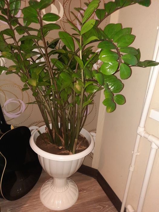 Продам комнатные цветы