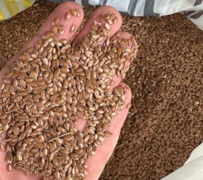 Лён, Семена льна