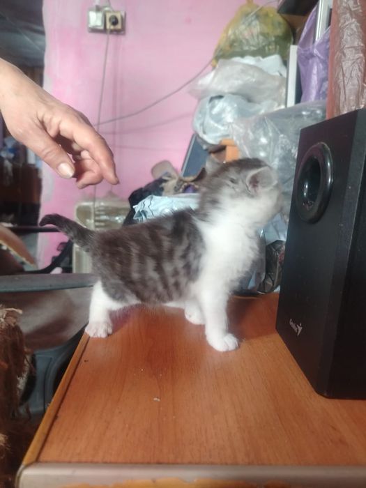 Британские  котята