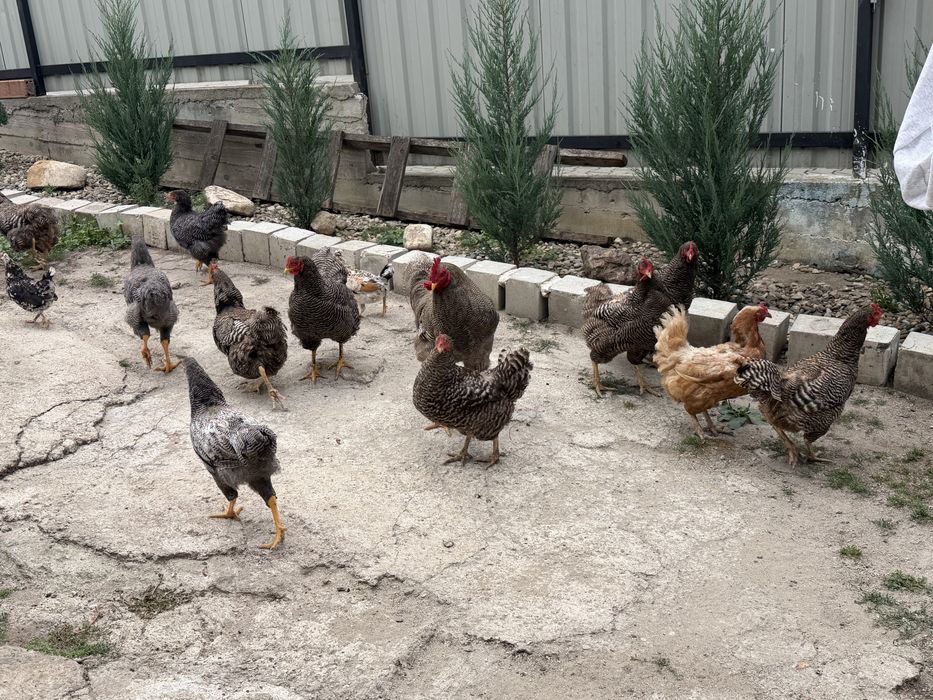 Găini si Pui de vanzare