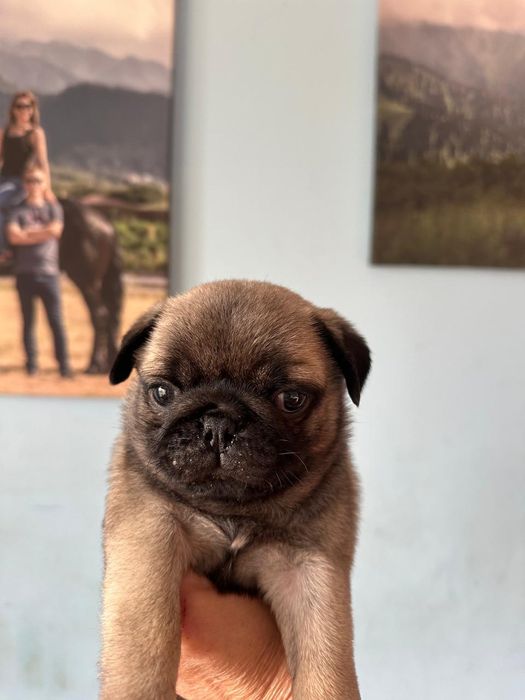 Срочно продам щенков мопса