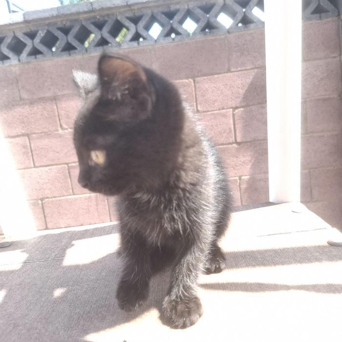 Котёнок чёрного цвета