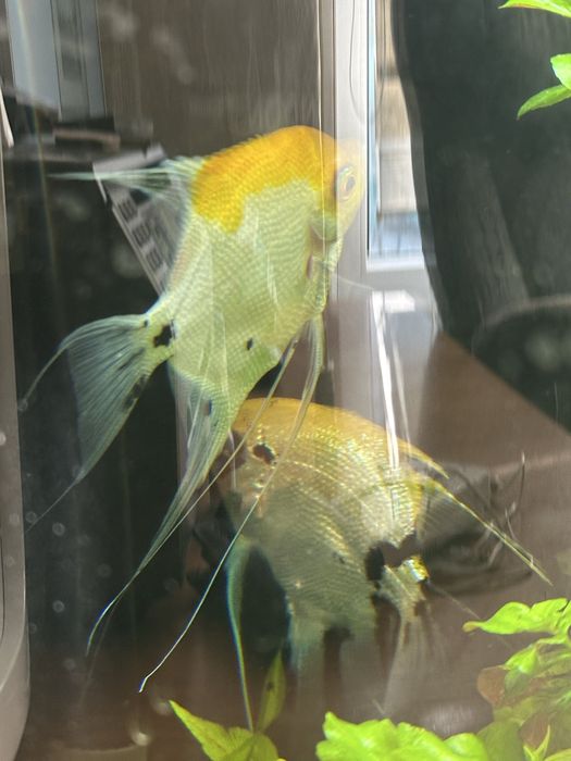 Продам скалярий парами