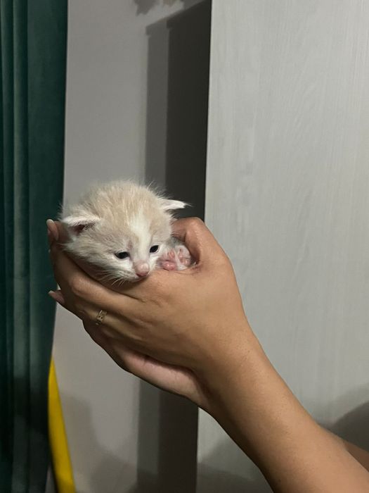 Продам котят вислоухие