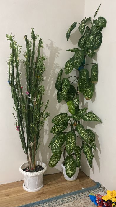 Малочай, фикус 3 түп, диффенбахия