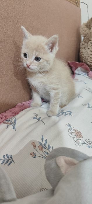 Продаю двух весёлых котят