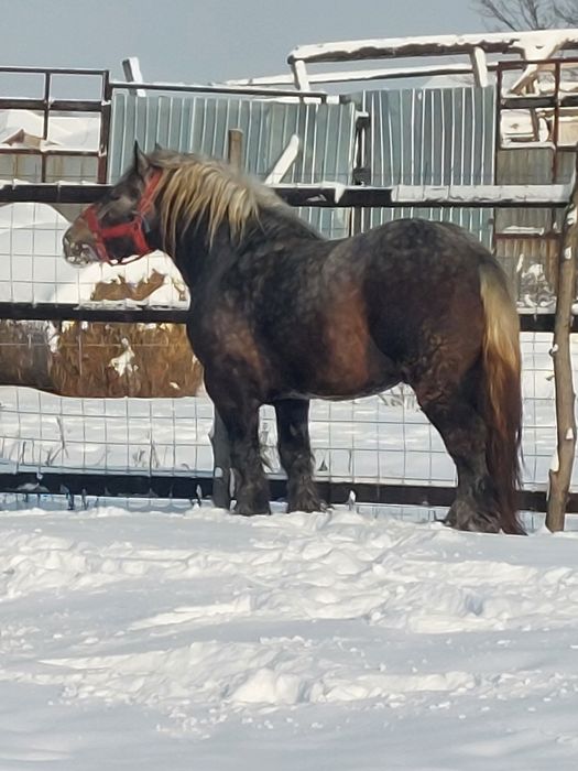 Vand armasar sur de 3 ani