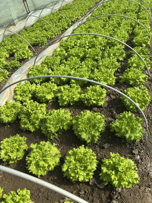 Свежа, зелена салата