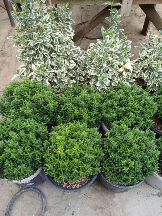 Шамшод кучат  атир гул кучат