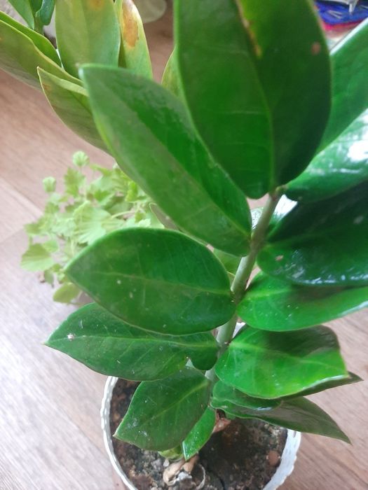 Продам денежное дерево