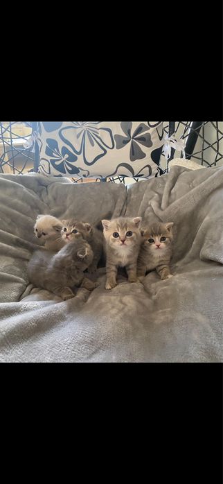 Вязка опытного вислоухого кота!