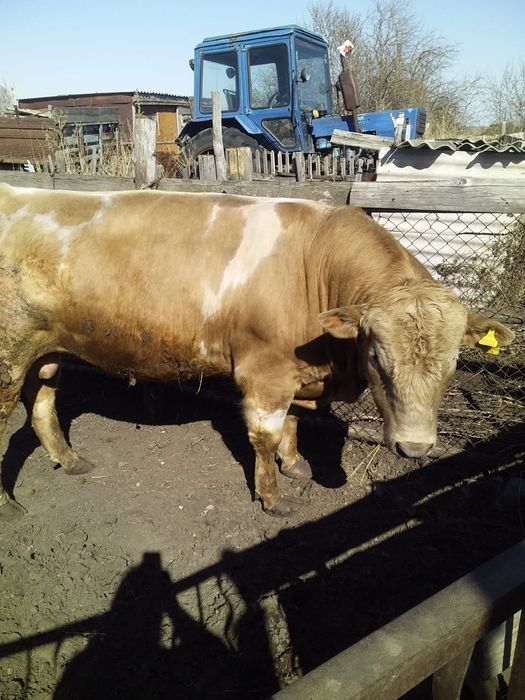 Продам быка 2 года 2 месяца