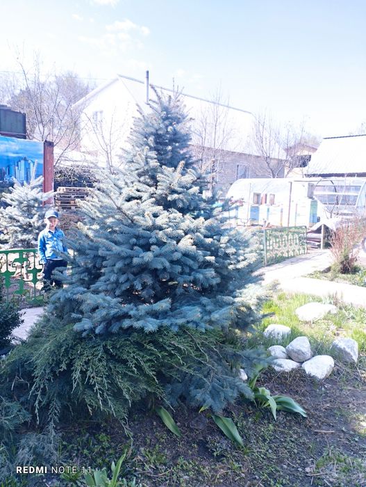 Продам две голубые ели