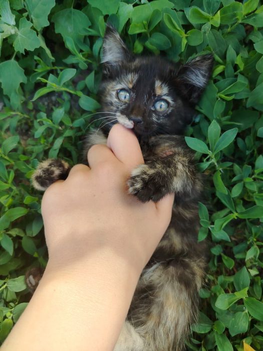 Отдаем котят в добрые руки