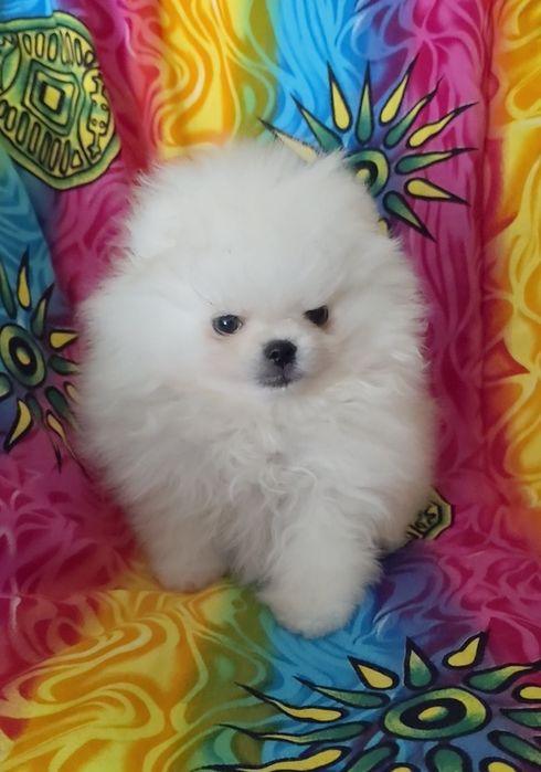 Шпицы мини мальчики и девочки