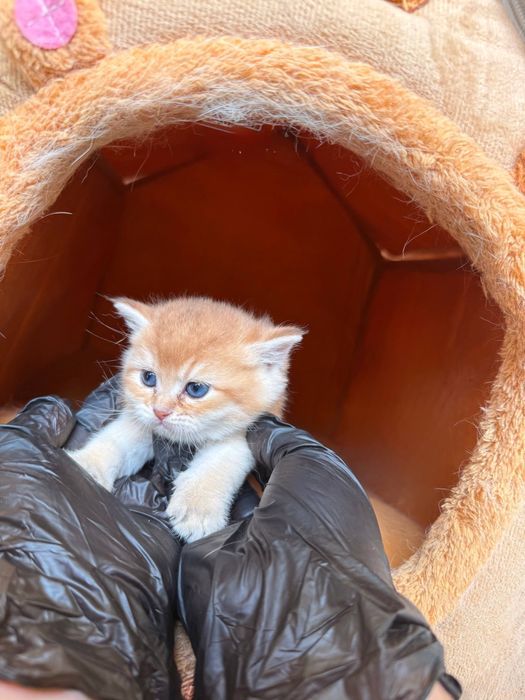 Кошка шиншиллааа