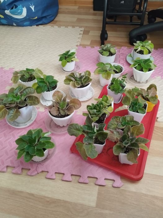 Продам комнатные растения