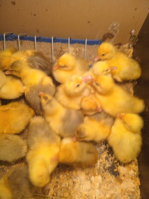 Продам суточных гусят