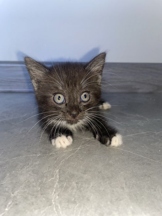 Продам срочно котят
