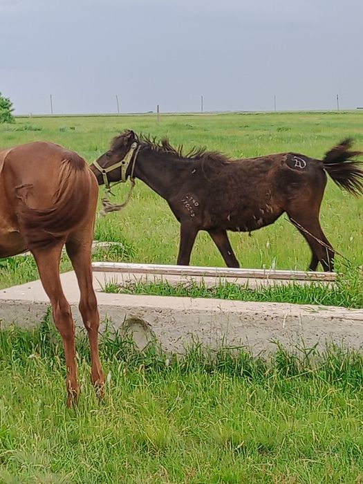 Продам тай ургашы