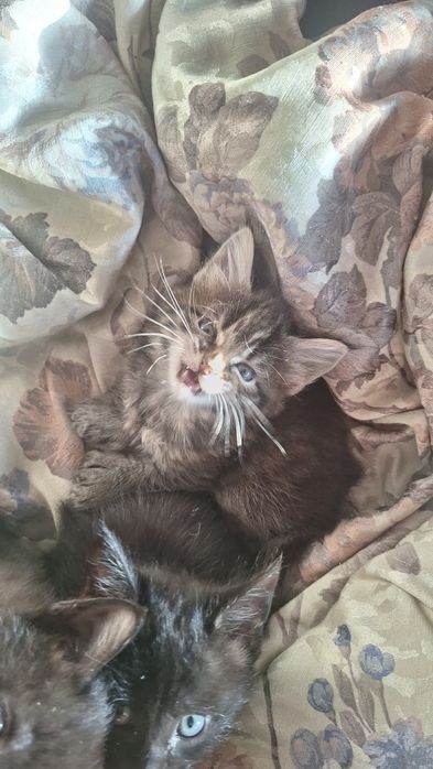 Котята смесь с майн-кун