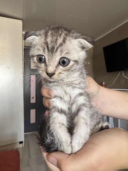 Пррдаются котятя